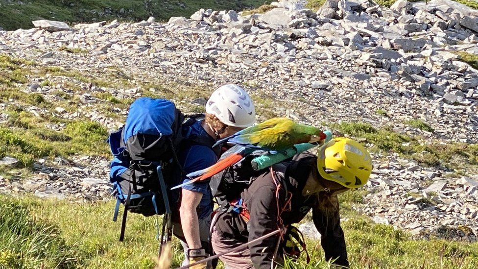 Parrot perched on backpack during rescue