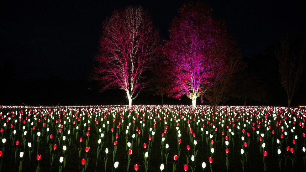 A field of illuminated red and white tulips with two trees in the background lit up pink