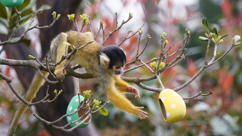 A Bolivian black-capped squirrel monkey reaches towards an Easter egg
