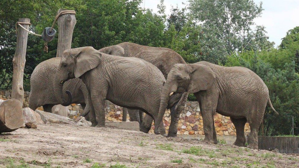 Elephants at Warsaw Zoo