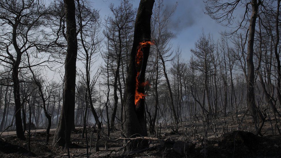 A lone tree-trunk remains on fire amid a blackened blackened forest following a fire