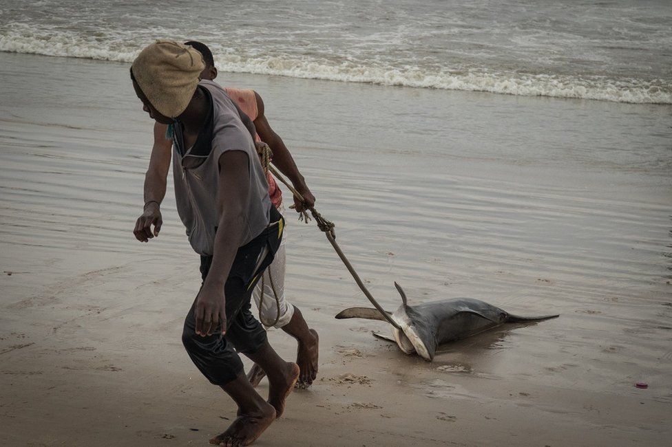 Fishermen dragging a shark