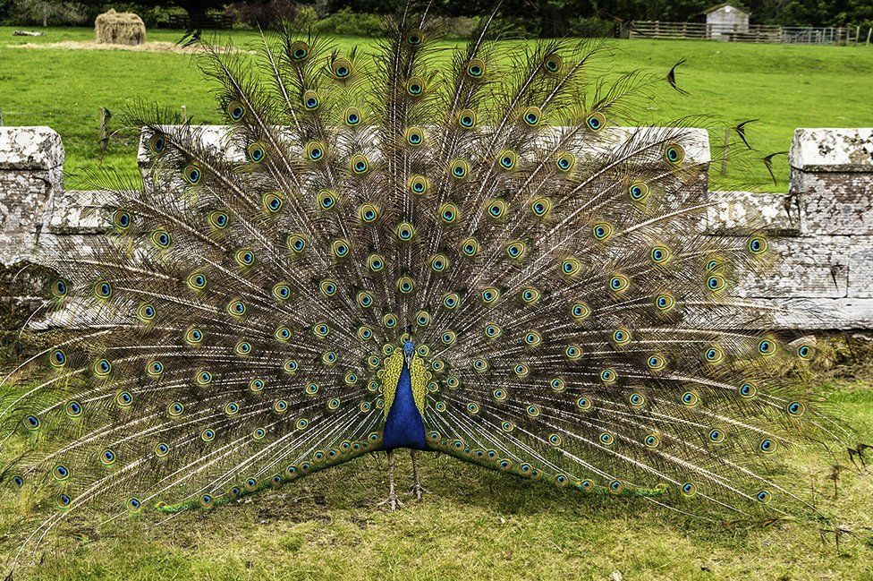 A peacock displays its feathers