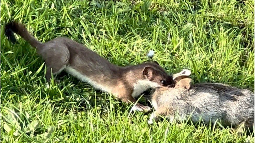 A grab from a video of a stoat killing a rabbit on Orkney