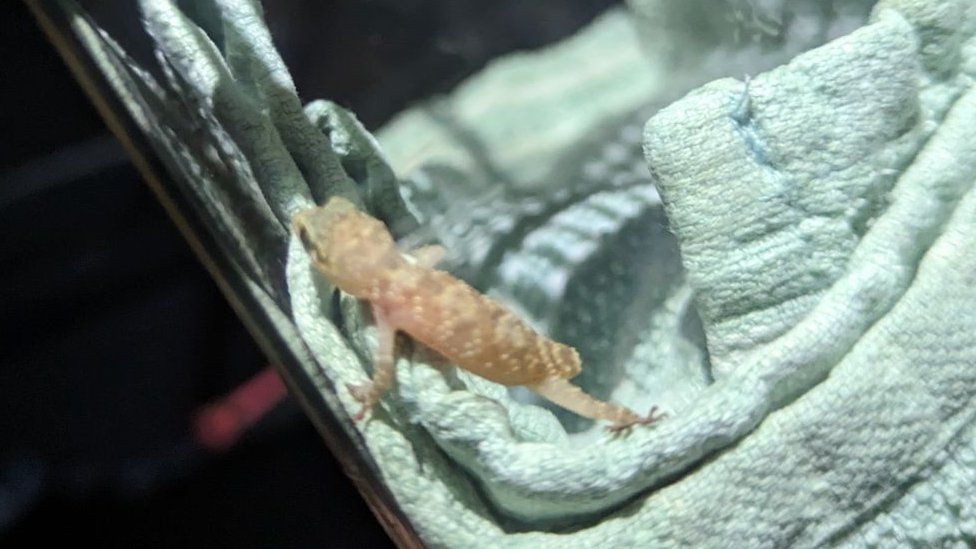 gecko on blanket