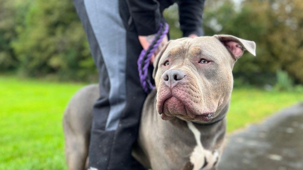 Dylan with his XL Bully Bruce