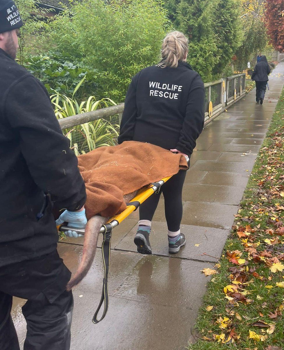 The sedated wallaby is stretchered away by members of Blyth Wildlife Rescue
