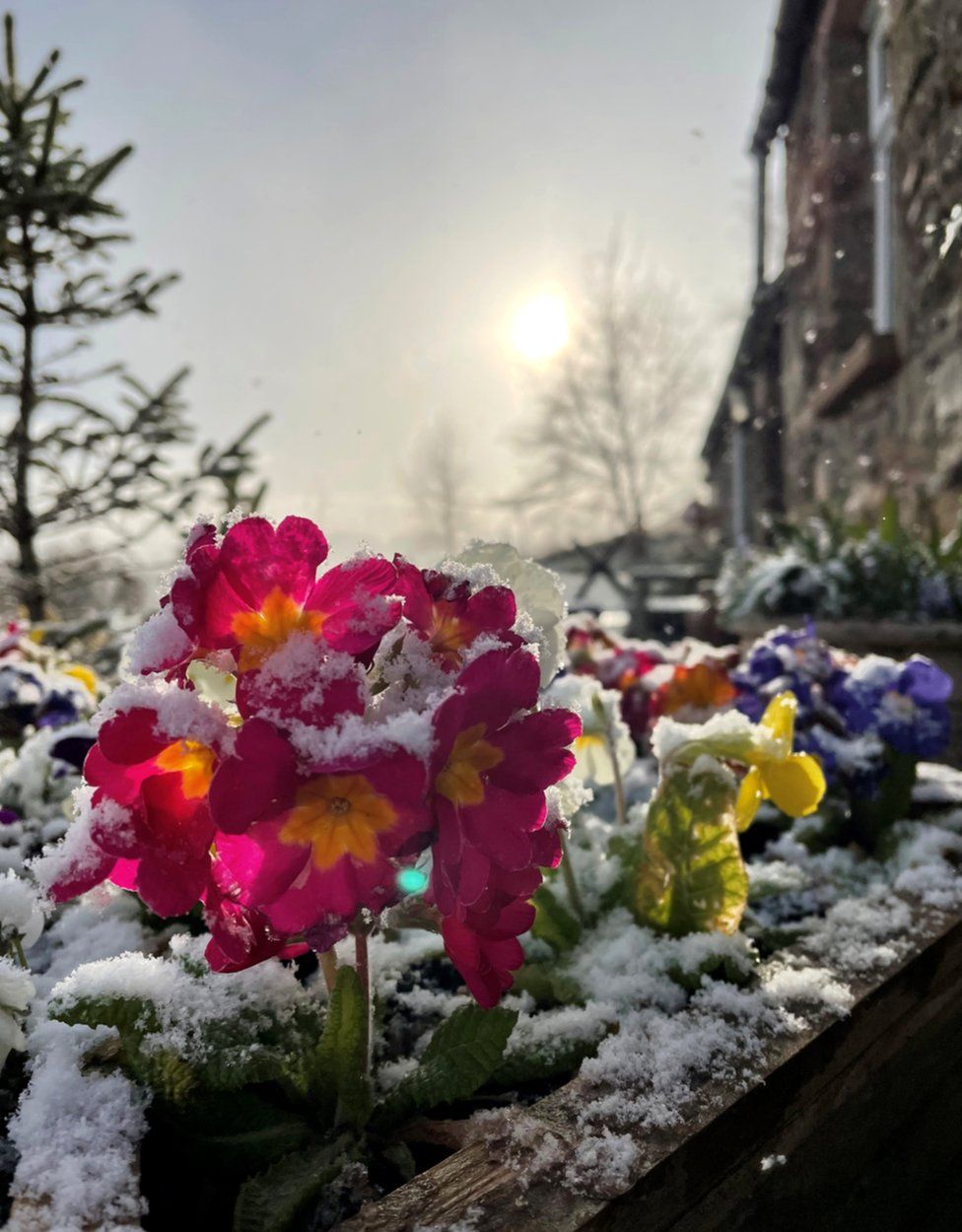Flowers in snow