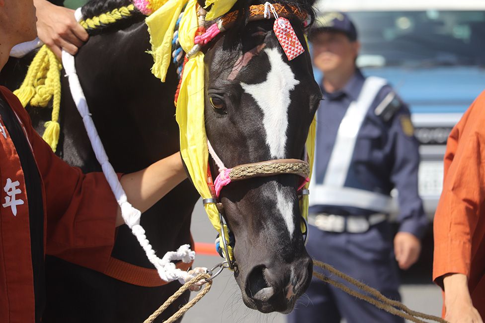 A horse decorated with yellow ribbons