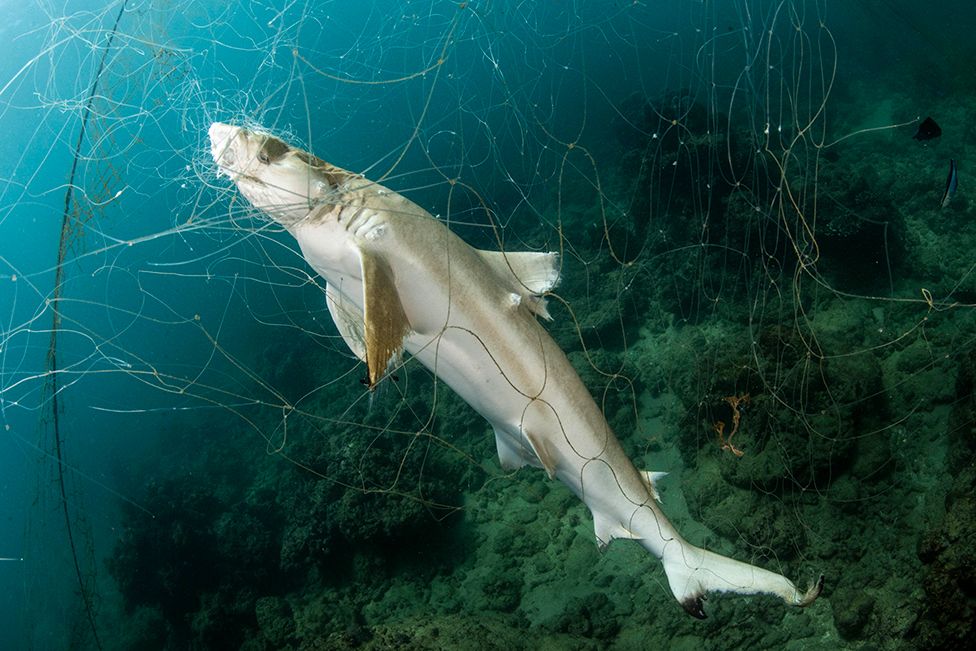A decaying carcass of a juvenile blacktip reef shark is entangled in ghost nets that were abandoned by illegal fishers in a shallow reef off Phuket.