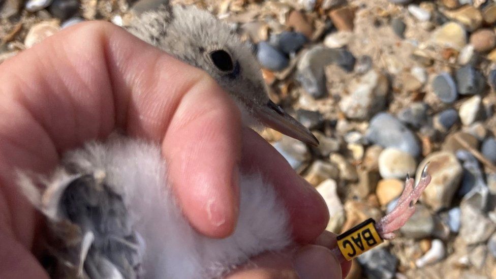 A little tern chick being ringed on Blakeney Point