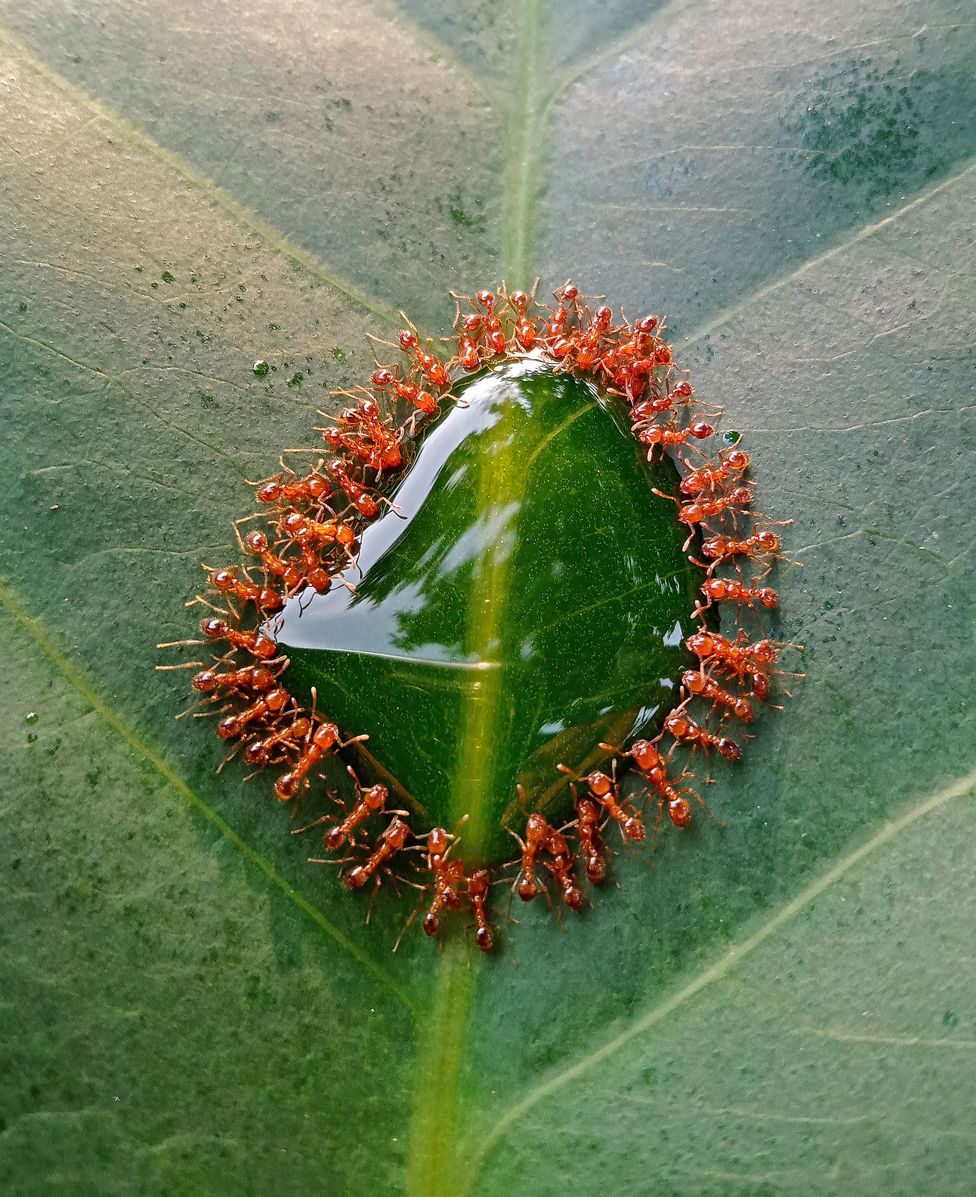 Thief ants consuming syrup on a leaf