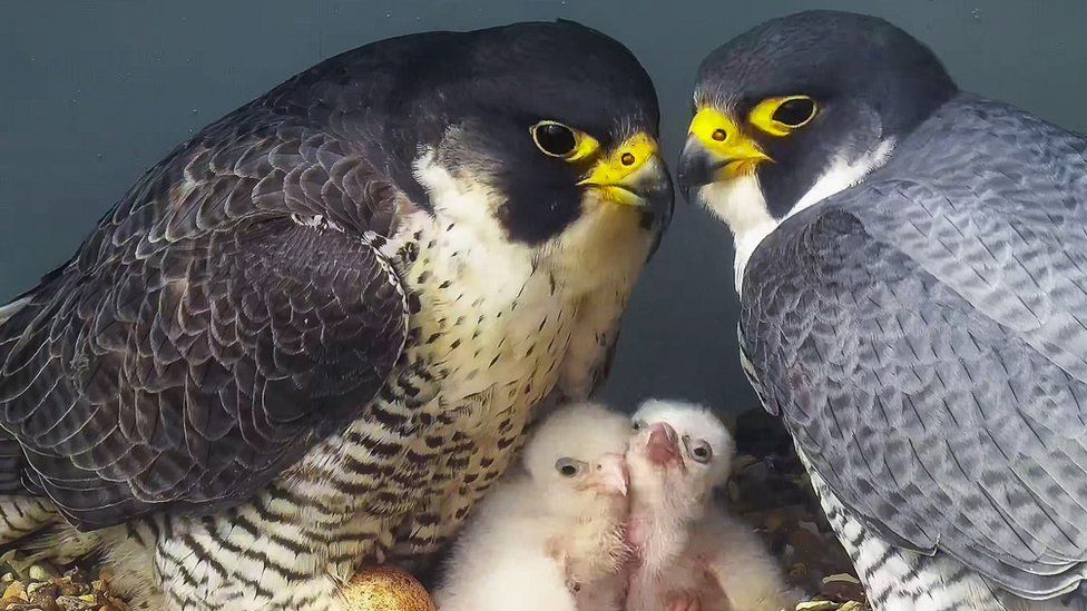 Peregrine falcons and two chicks photographed at Cromer Church