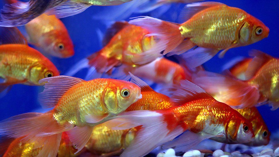 A file photo of goldfish