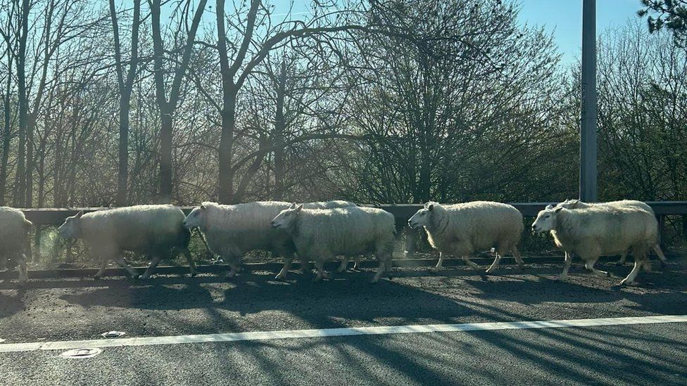 Sheep on the M11