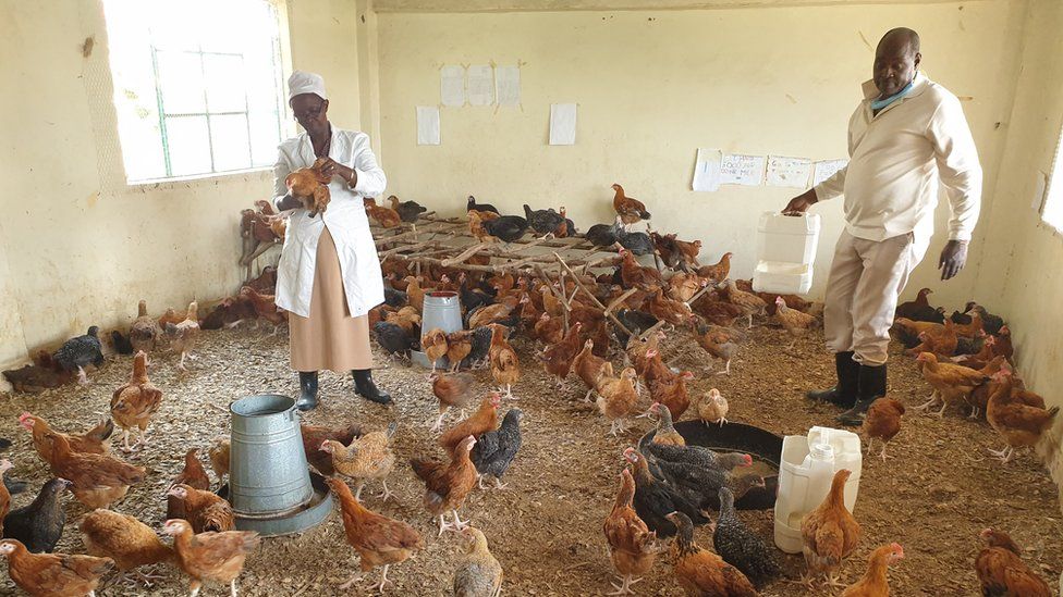Brethren School owners have turned classrooms into chicken houses