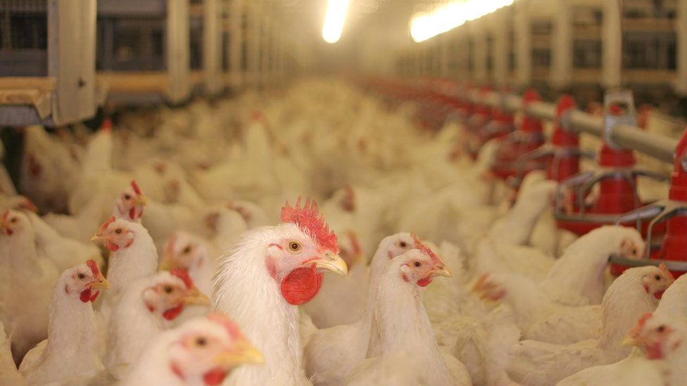Stock image of chicken farm chickens in production house
