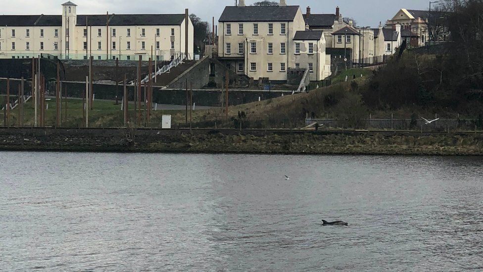 dolphin in foyle