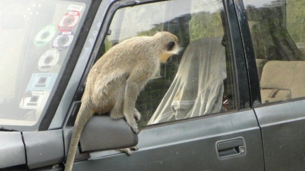 Monkey Problem St Kitts Great Attraction Becomes Great Headache BBC    108080951 Creditkerrydore2 