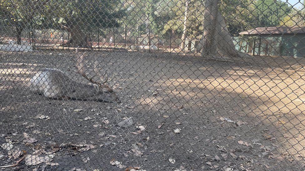 Deer in enclosure