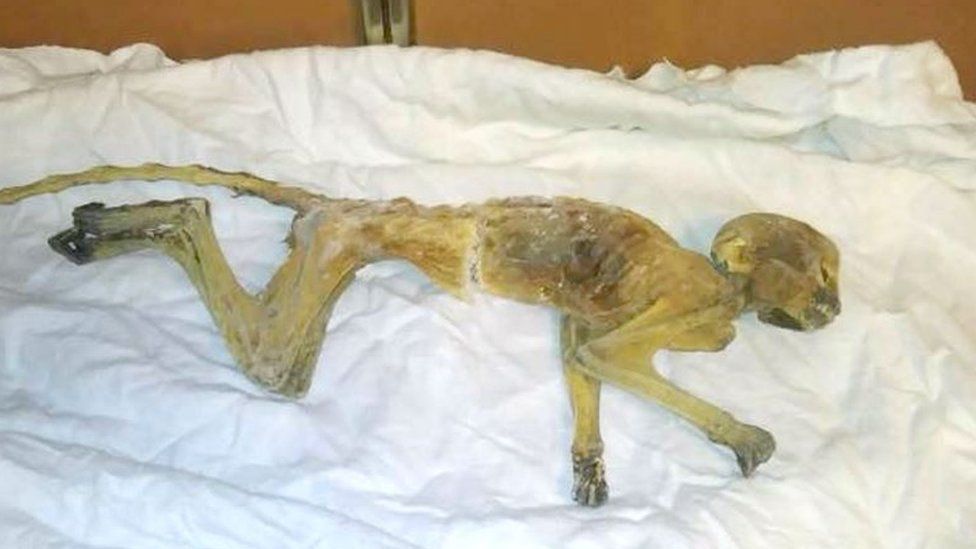 The mummified monkey