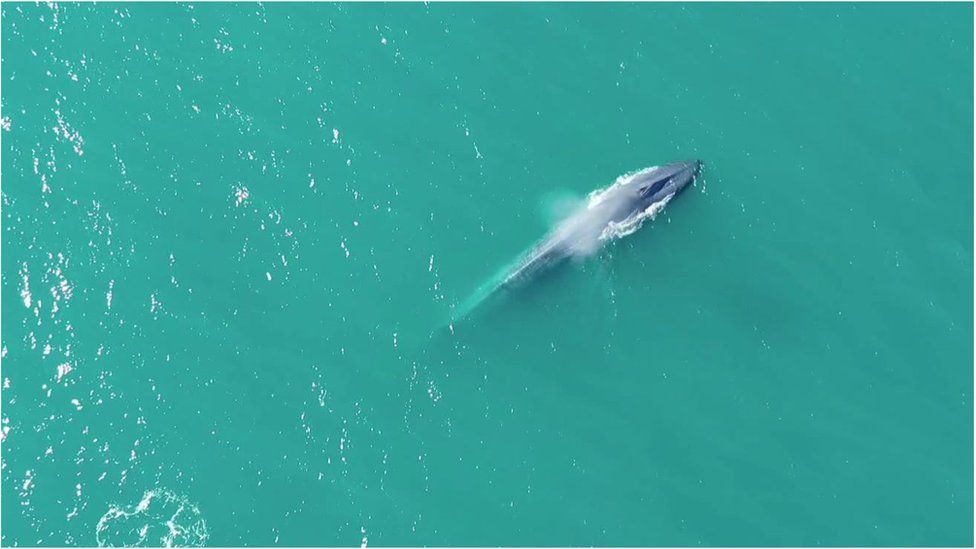 An Antarctic blue whale surfaces off South Georgia