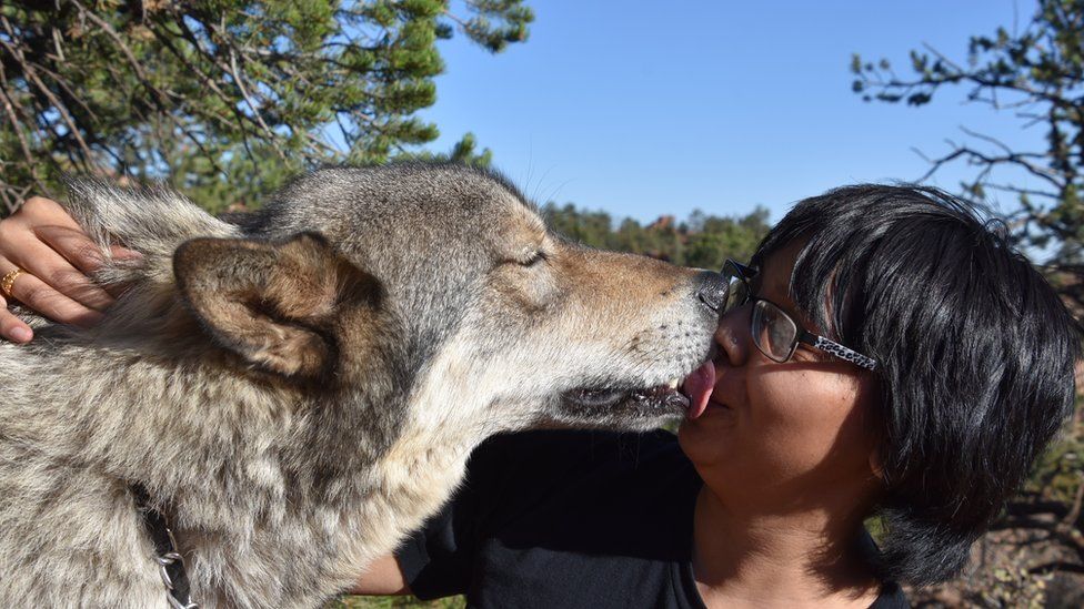 Wolf dog kissing the writer
