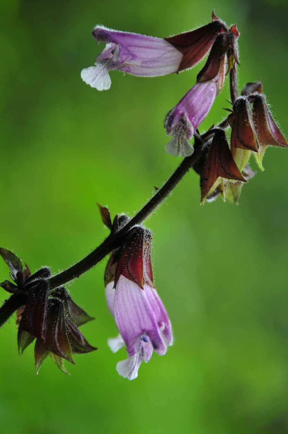 Salvia subviolacea