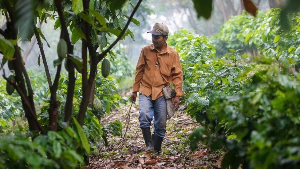 Farmer in a Nicaraguan coffee crop