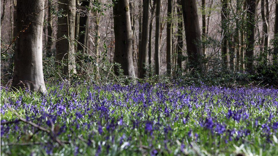MPs are calling for greater protection for ancient woodland