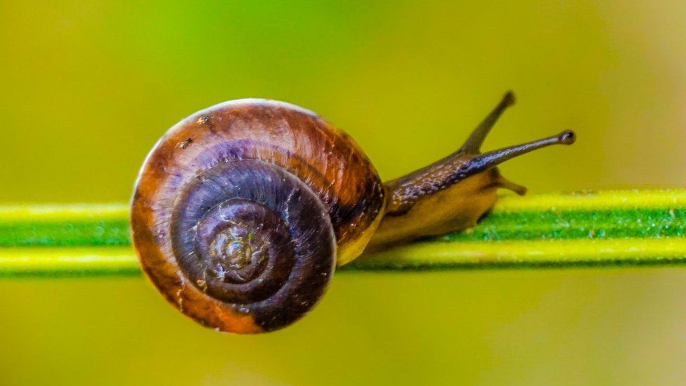 Cheeky snails caught munching on mail - BBC Newsround