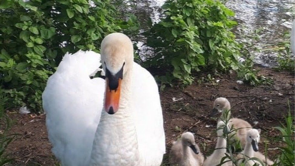 Nash the swan with cygnets in 2019