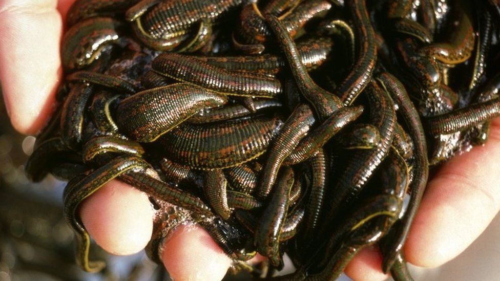 Person holds leeches