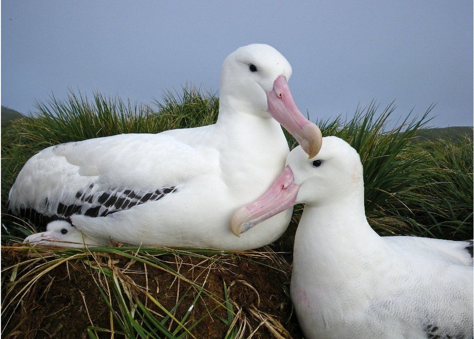 Wandering albatrosses