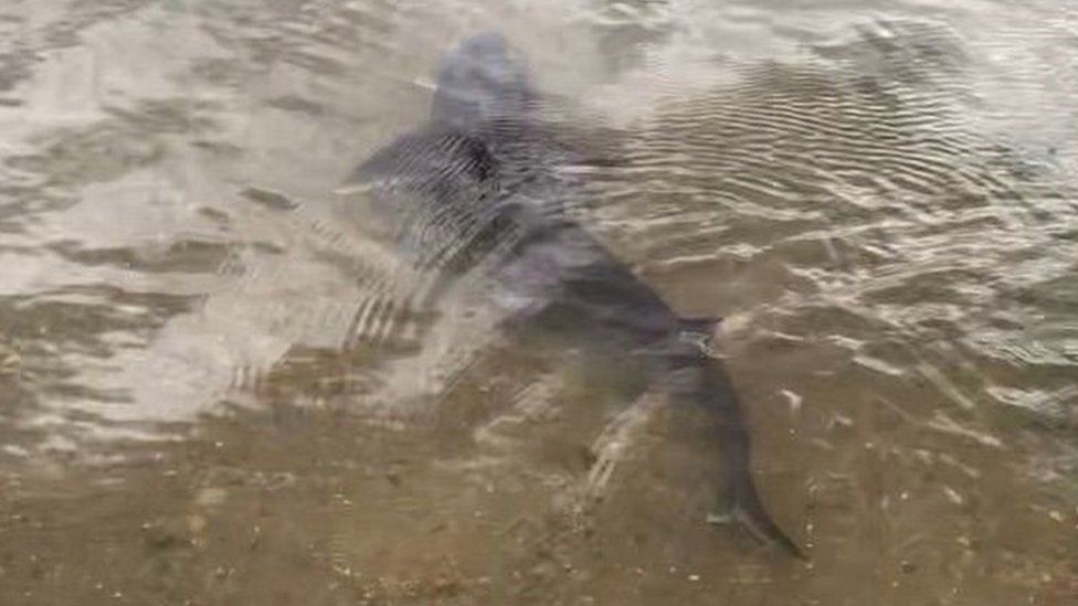 A smooth-hound shark spotted close to the shore of the River Stour in Manningtree, Essex