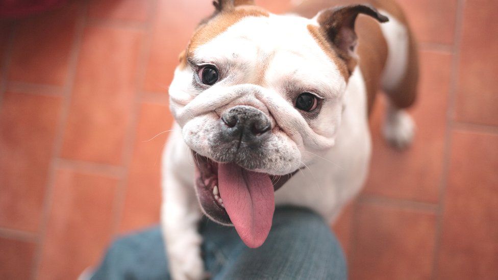 English bulldog