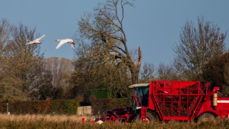 Swans and farm machinery