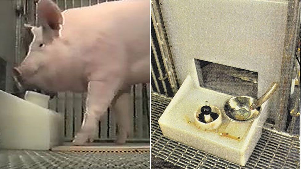 На снимке одна из йоркширских свиней использует устройство, слева, и крупный план раздаточного устройства для корма справа