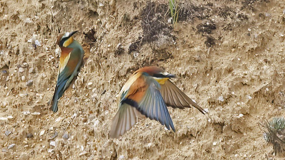 Bee-eater birds at their nesting burrows