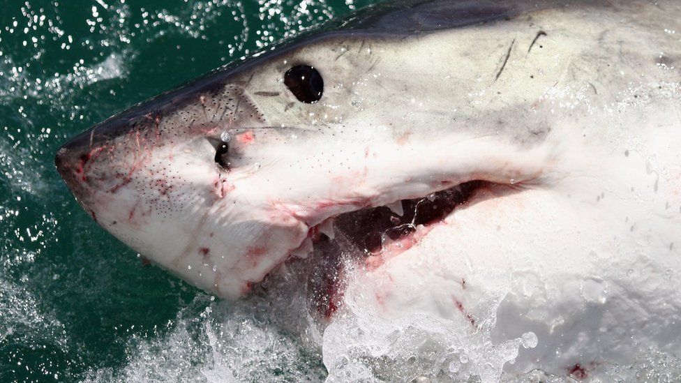 A Great White Shark is attracted by a lure on the 'Shark Lady Adventure Tour' on 19 October 2009 in Gansbaai, South Africa.