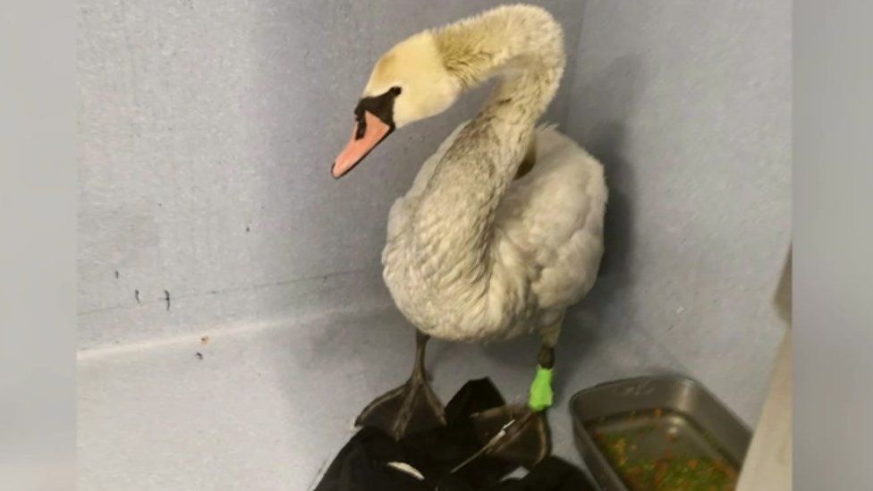 Rescued swan