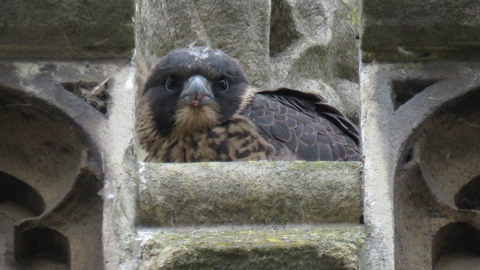 Cambridge Peregrines