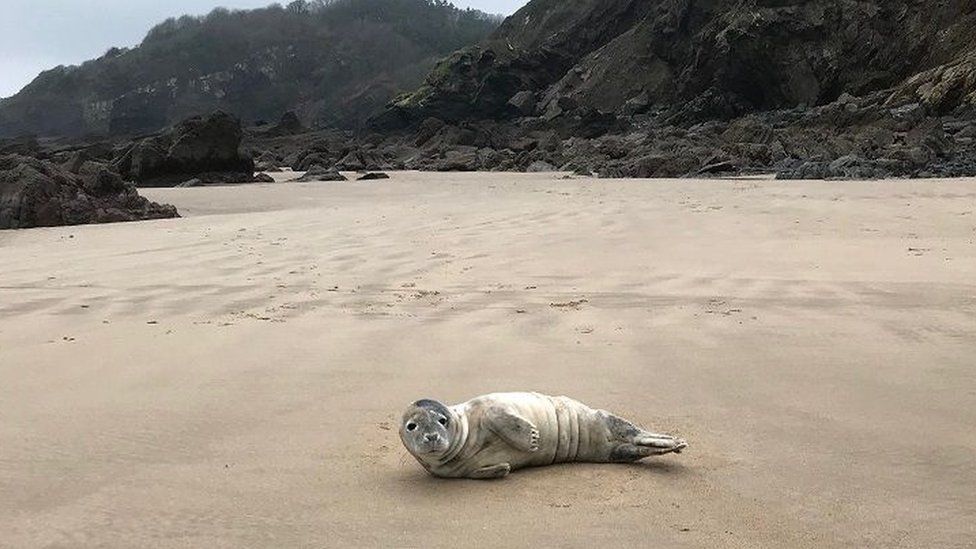 Seal on Monkstone Point beach