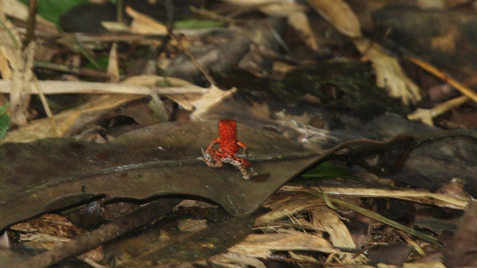 A view of a strawberry dart frog on a leaf