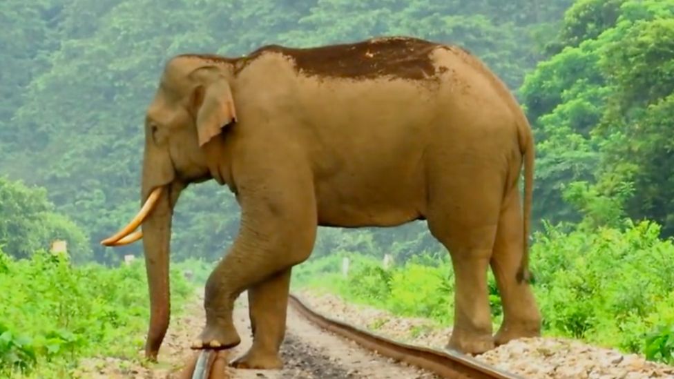 Increased mining in India's forests has led to elephants looking for food in villages.