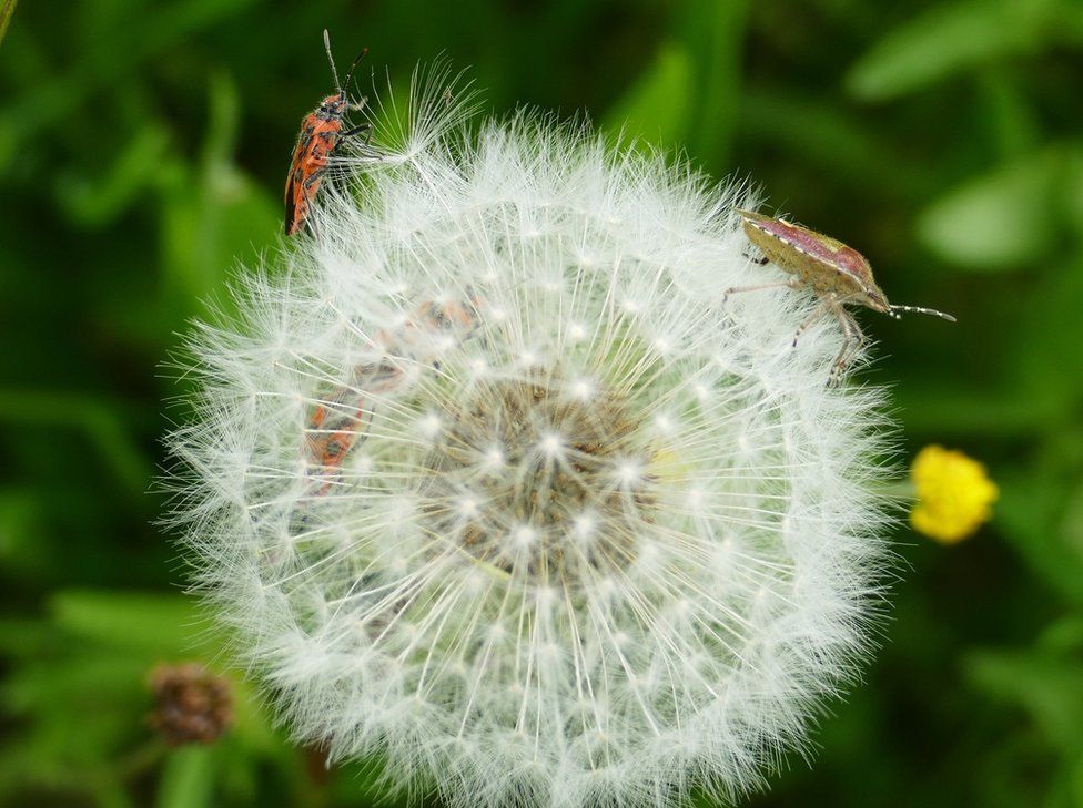 Four red and black bugs stand on a fluffy white dandelion seed head