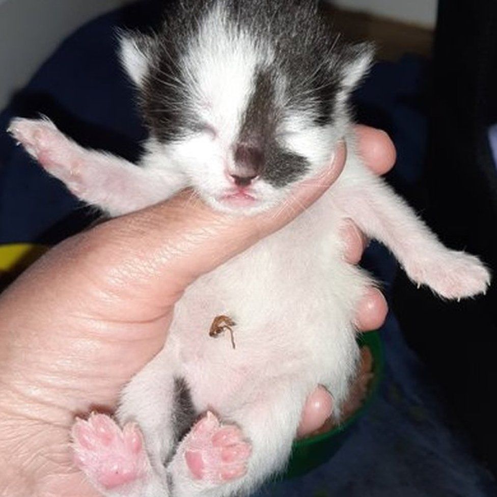 One of the cat's four kittens