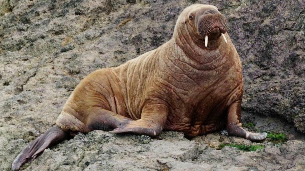 A walrus has made its way to Wales, days after one was found near Ireland! - BBC Newsround A walrus has made its way to Wales, days after one was found near Ireland! - BBC Newsround
