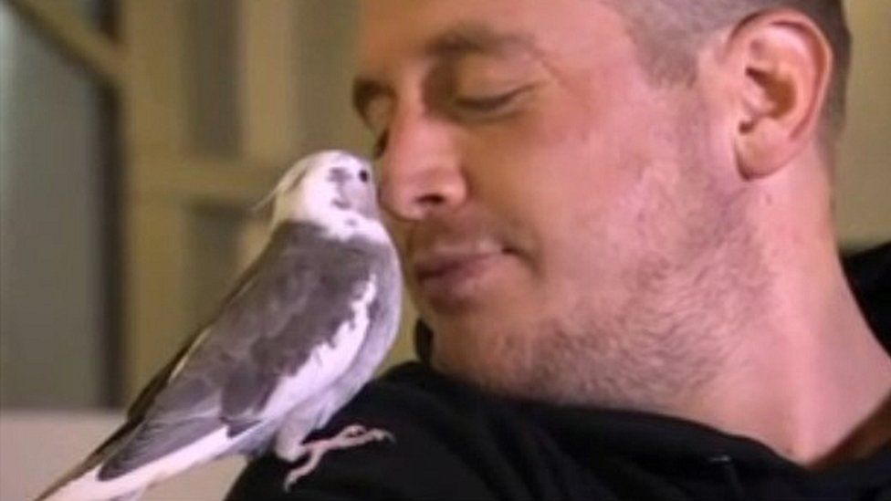 Smidge the cockatiel with his relieved owner Rhys Owen