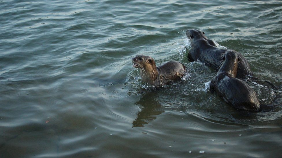 Otters chase each other in the water